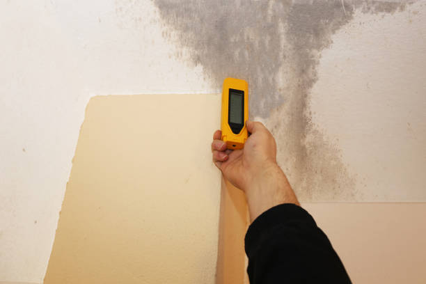  , USA Mold Removal Pros